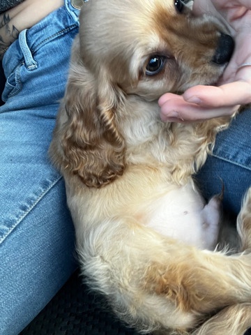 English Cocker Spaniel – cocker spaniel puppies