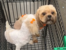 Shih Tzu – Maltese and a Shih Tzu – Walls
