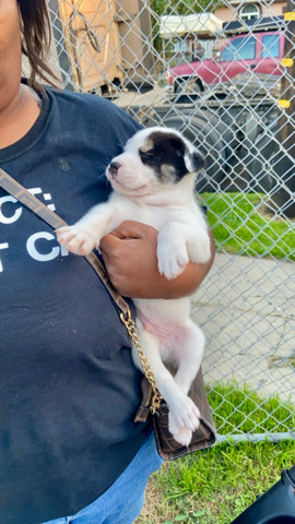 find me a home !
