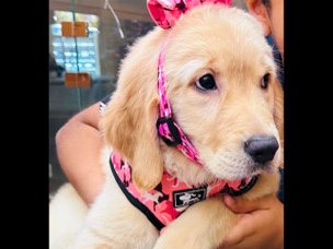 Golden Retriever – Female Cream Golden Retriever from Retriever Kings – Sharjah