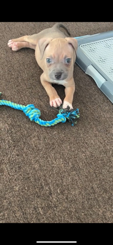 American Pit Bull Terrier – Selling a 3 month old American Pitbull Terrier