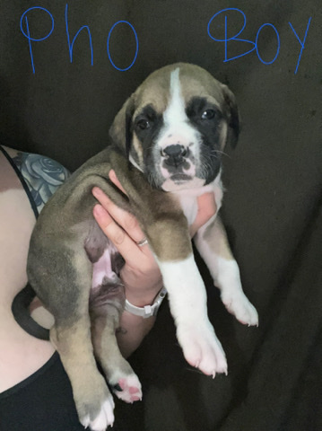 puppies