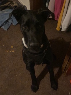 English Mastiff – In need of a loving home