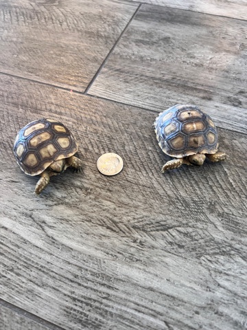 Baby African Sulcata Tortoise