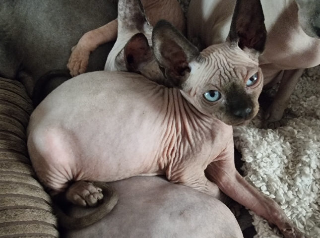2 male point sphynx still available