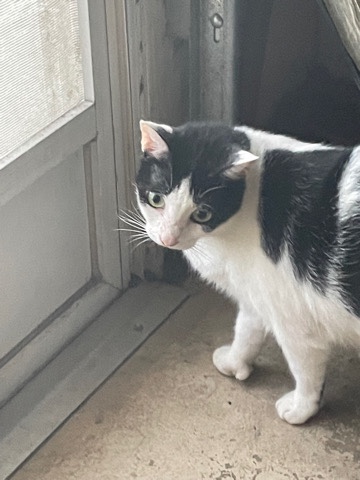 Polydactyl Cat Needs Rehoming