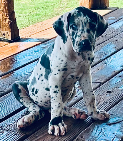 Great Dane – Great Dane Pups