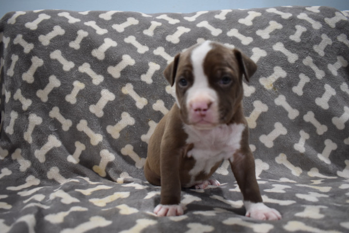 American Pit Bull Terrier – American Pit Bull Terrier
