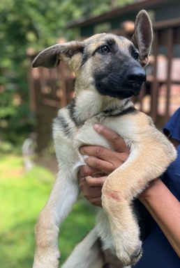 German Shepherd – Puppies
