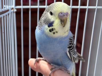 Budgerigar – Blue & Yellow Baby Budgie for sale complete with cage – West Molesey