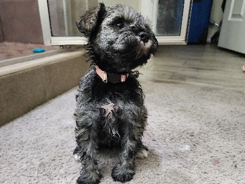 Miniature Schnauzer – miniature Schnauzer – Pharr