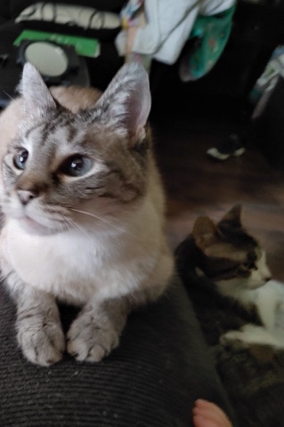 cats