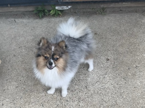 Pomeranian – Pomeranian – Gosport