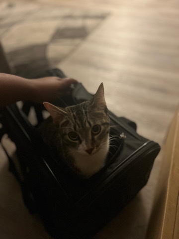 Russian White, Black and Tabby – New Home