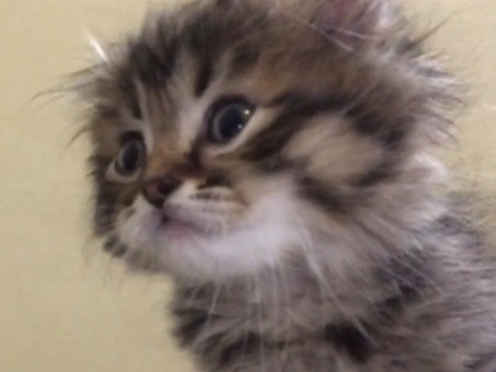 Australian Mist - كيتن سكوتش فولد لونق هير مكس شيرازي تايق للبيع🐾. available for adoption in Jeddah