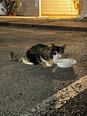 calico kitten