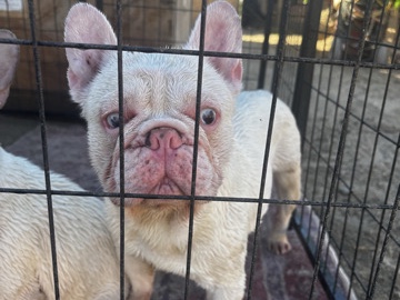 French Bulldog – male French bulldog – Fresno