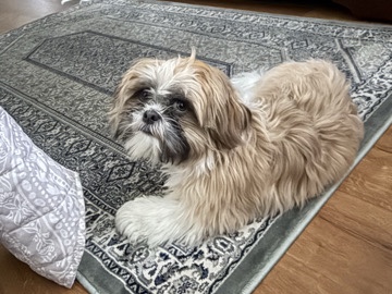 Shih tzu needs home