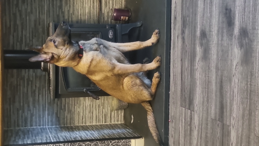 Belgian Shepherd Dog (Malinois) – for sale belgian malinois