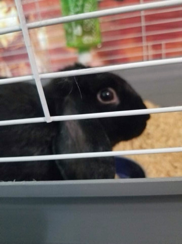 black bunny
