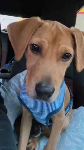 Labrador Retriever – rehome
