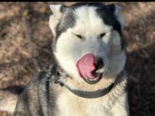 Siberian Husky – Looking for a new home !