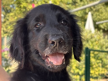 Flat-Coated Retriever – Cuccioli Flat Coated Retriever – Mirano