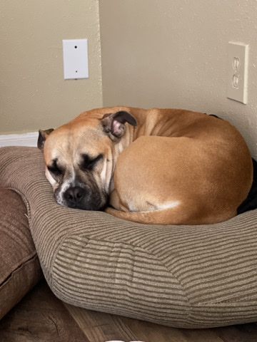 American Pit Bull Terrier – bullypit for sell ASAP