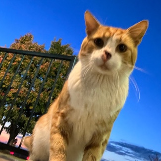 Stray Cat in Need of a Home