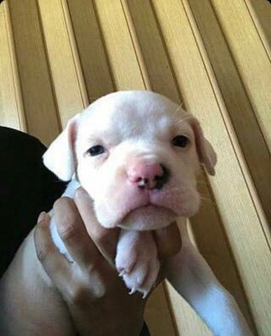American Pit Bull Terrier – white pit bull