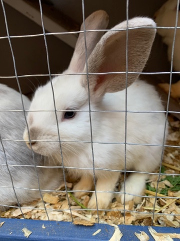 baby bunnies