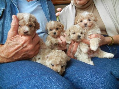Mini Maltipoo Puppies Ready Now – St. Louis