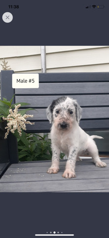 Dalmatian – Dalmatian doodle pups for sale