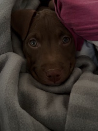 American Pit Bull Terrier – un chiot de 4 mois, femelle, très joueuse – Chevilly-Larue