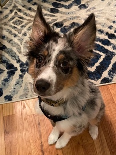 Miniature Australian Shepherd – Mini Aussie Puppy