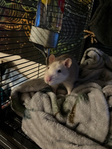 rehome for pet rat
