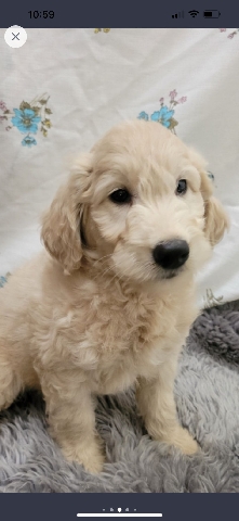 Golden Retriever – Golden Doodle
