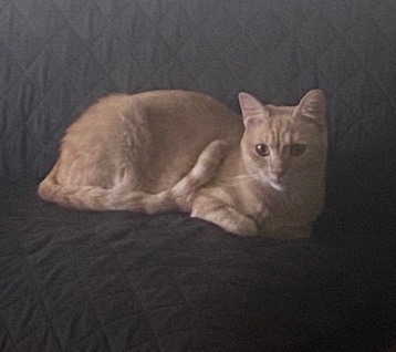 American Wirehair – Funny and Friendly Cat for Sale ❤️