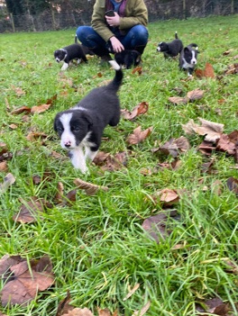 Border Collie – superb border collie pups