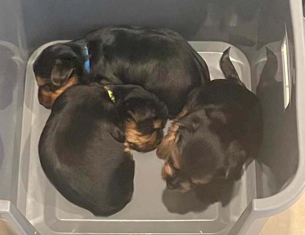 Australian Silky Terrier – Silky Terrier Puppies for Sale