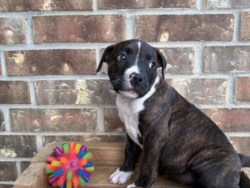 American Pit Bull Terrier – American pitbull terriers – Baytown