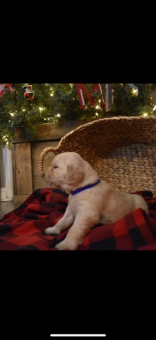 Golden Retriever – AKC Golden Retriever puppies
