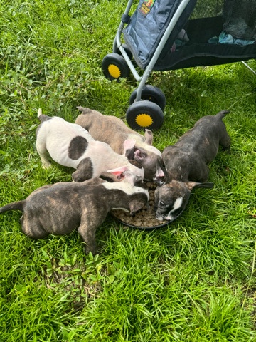 Micro bullies