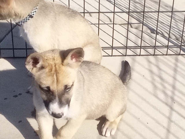 german shepherd & husky 6 puppies 5wks
