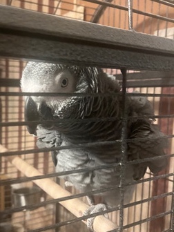 African grey bird (