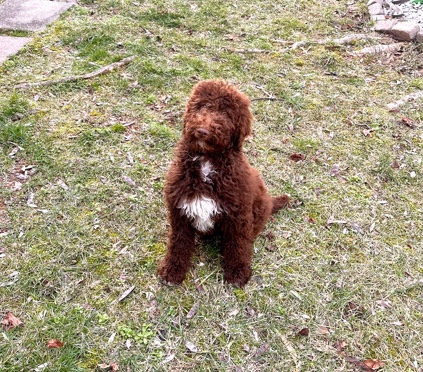 Poodle – standard poodle puppy