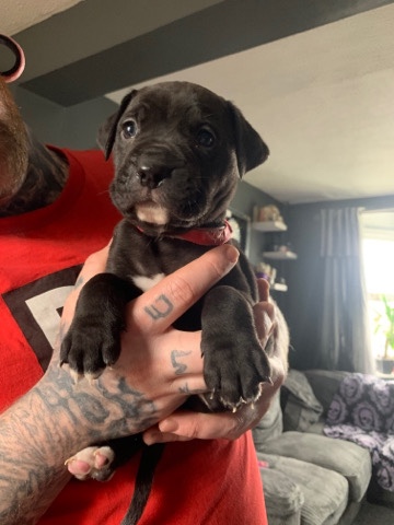 Cane Corso – Cane corso litter