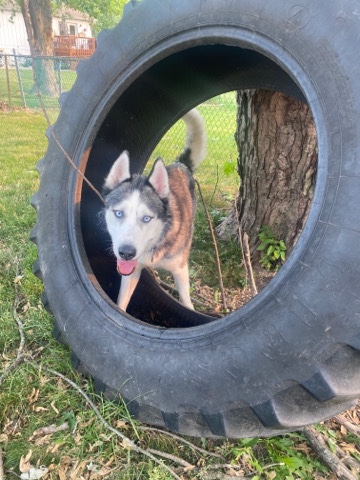 Siberian Husky – Siberian husky