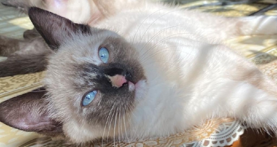 Siamese – last gorgeous siamese X girl