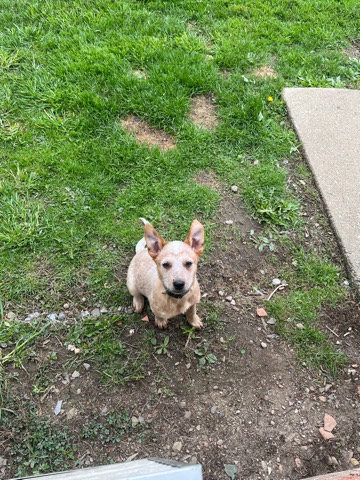 Australian Cattle Dog 
